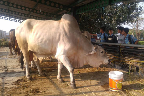  Iduladha: Jokowi Sumbang Sapi Benggala 1 Ton dan Sholat Ied di Semarang
