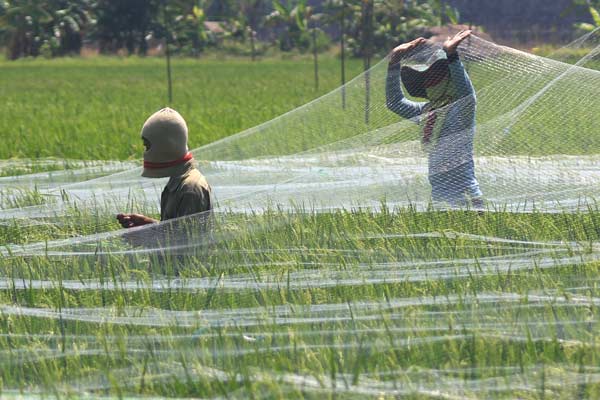  Produksi Padi Sumut Diharapkan Capai 7 Ton Per Tahun 