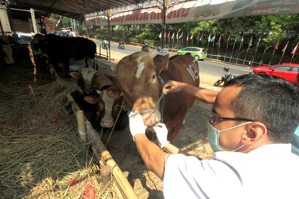  Iduladha, Jusuf Kalla dan Jokowi Masing-masing Kurban Sapi 1,5 Ton di Istiqlal