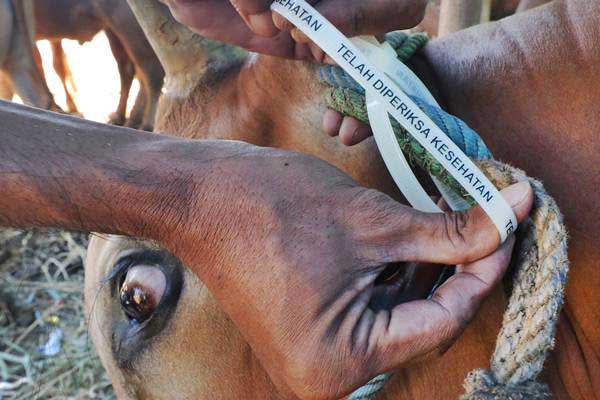  Pertamina MOR IV Bagikan Daging Kurban untuk 2.000 Mustahik