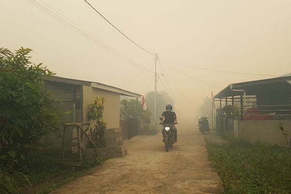  Presiden Jokowi Klaim Kasus Kebakaran Hutan Turun 85%