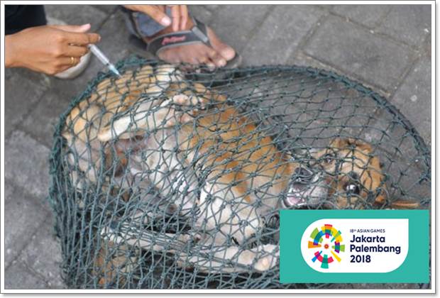  ASIAN GAMES 2018: Hewan Penular Rabies Berkeliaran di GBK dan Wisma Atlet? Sudin KPKP Lakukan Penjaringan