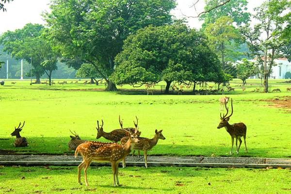  Penataan Kawasan Kebun Raya Dilanjutkan