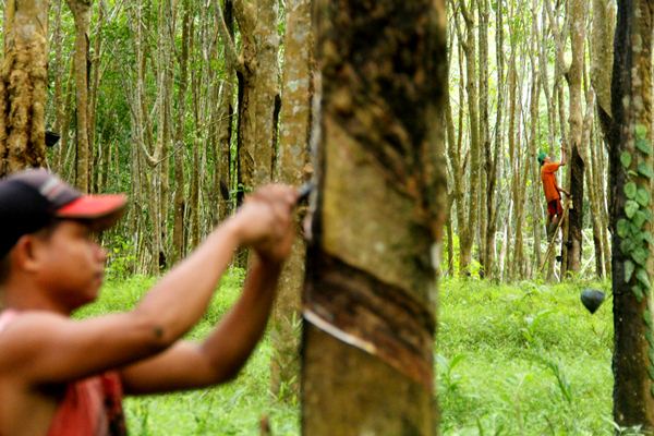  Minyak Melejit, Harga Karet Terdongkrak 