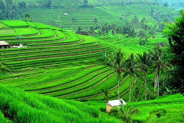  Desa Jatiluwih Populerkan Beras Merah dan Kerajinan Bambu