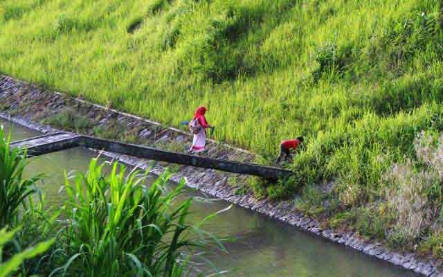  Ditentang  Pencinta Sungai, Relawan Jokowi Ngotot Tebar 10 Ton Lele di Selokan Mataram