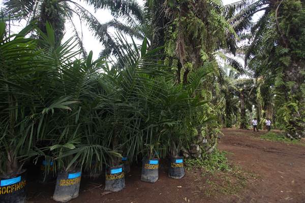  Harga Tandan Buah Segar Sawit di Riau Naik