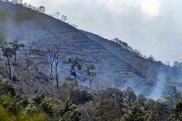  Kebakaran Hutan Gunung Sumbing Meluas