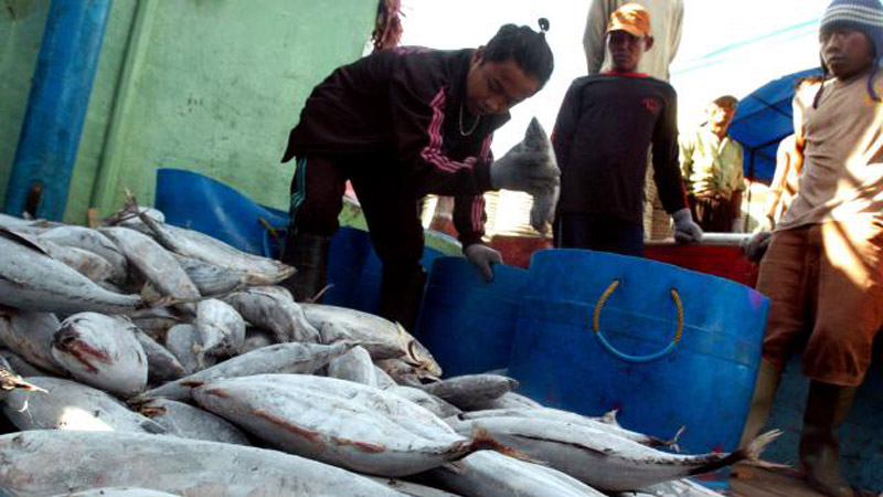  Lelang Ikan di TPI Pekalongan Mencapai Rp1 Miliar/Hari