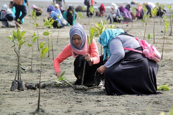 Mahasiswa Universitas Islam Negeri (UIN) Aceh bersama Walhi menanam ribuan bibit mangrove di pantai Ujung Pancu, Kabupaten Aceh Besar, Aceh, Sabtu (22/4)./Antara-Ampelsa