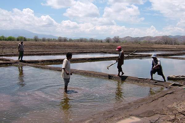  Realisasi Perluasan Ladang Garam Baru Tercapai 4.000 Ha