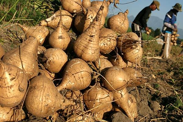  Sulsel Kembangkan Budidaya Bengkoang 5.000 Ha untuk Listrik