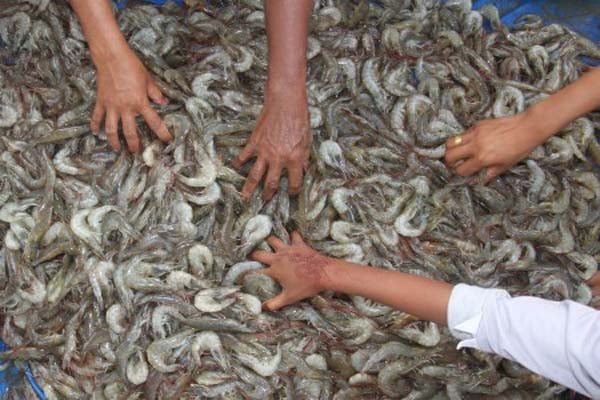  Perum Perindo Bukukan Panen 60 Ton Udang