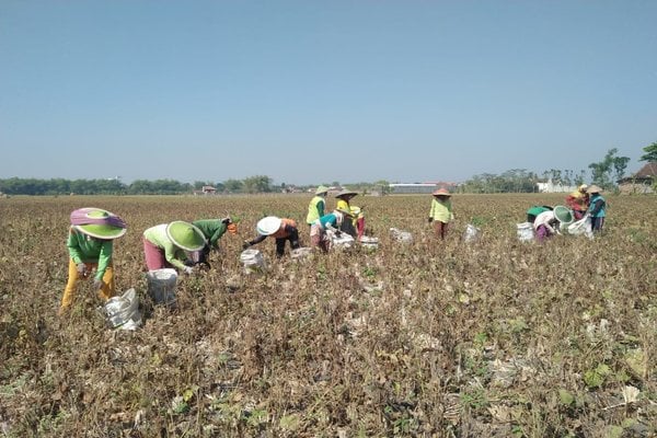  Harga Kacang Hijau di Madiun Anjlok Saat Panen Tiba