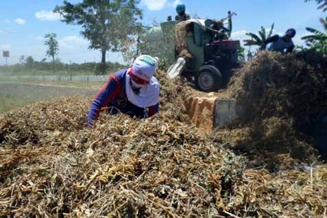  Jateng Pacu Produksi & Kampanyekan Kedelai Lokal