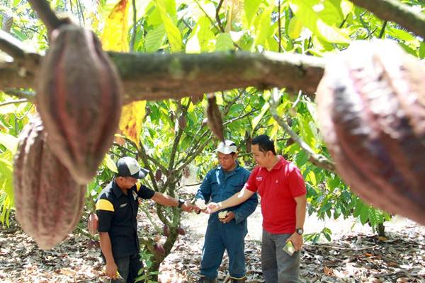  Pendampingan Petani Kakao
