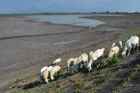  Cegah Rugi Saat Gagal Panen, Gubernur Gorontalo Dorong Petani Asuransikan Sawah dan Ternak