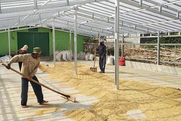  Di Dusun Inilah Ribuan Kilogram Benih Padi Unggul Diproduksi