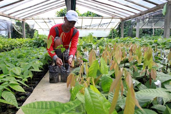  Teknik Sambung Pucuk Tanaman Kakao