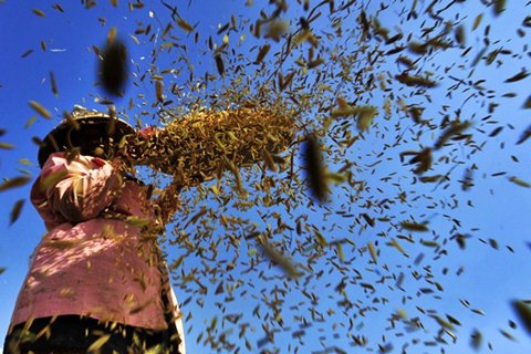  Petani Cilacap Tolak Rencana Impor Beras