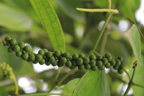  Pemkab Bangka Tengah Bantu Pemasaran Lada Petani