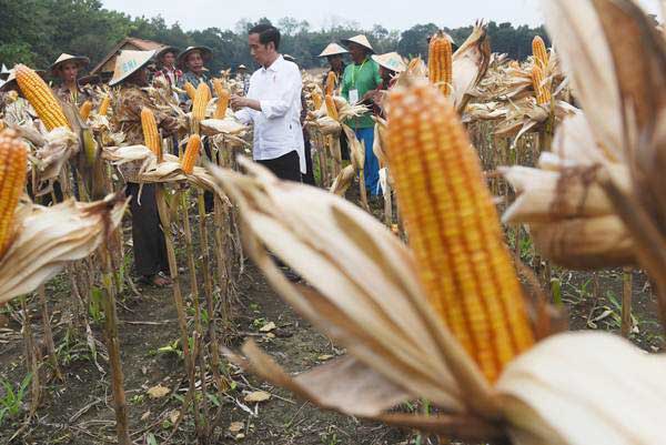  Lokasi Panen Jauh Dari Industri Akibatkan Harga Jagung Tinggi