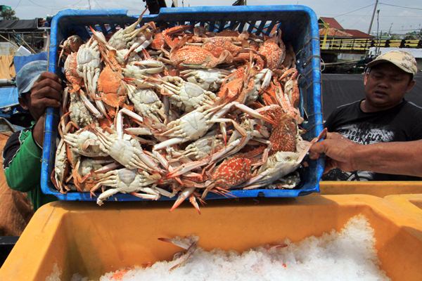  Pemasok Rajungan di Jateng Diminta Perbaiki Kualitas