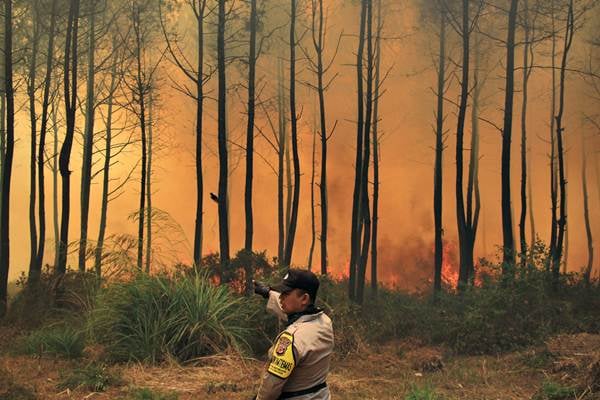  Kebakaran Hutan Gunung Ciremai