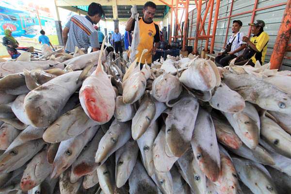  Terpengaruh Cuaca, Pendapatan Penjualan Ikan di Kendari Menurun