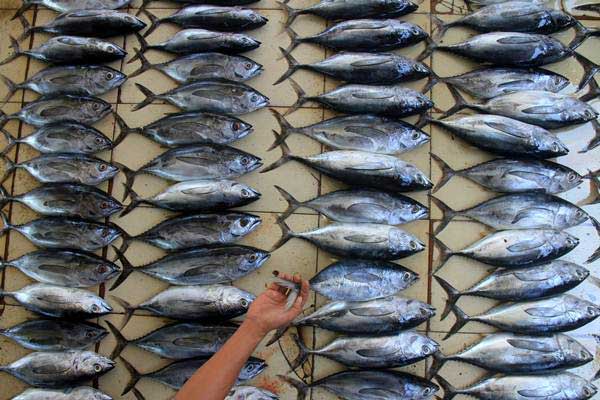  Menteri Susi Berharap BUMN dan BUMD Tampung Ikan Nelayan