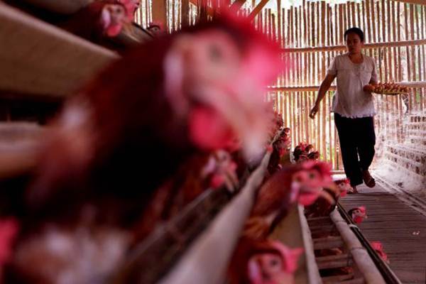  Peternak Pangkas Produksi Telur Ayam Sampai Akhir Tahun