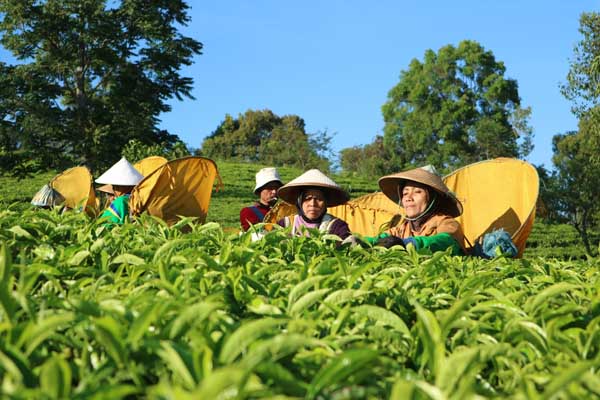  Produksi Teh di Kebun Jolotigo Dipacu