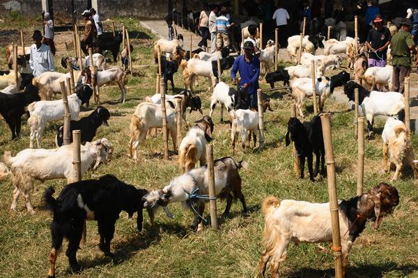  Bantul Gulirkan Inisiatif Penggalakan Kawin Suntik Kambing