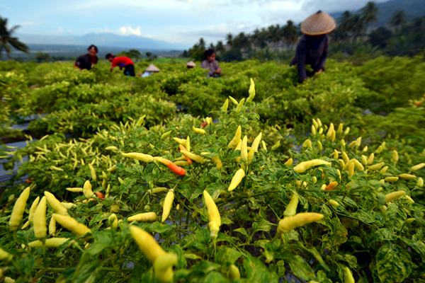  Babel Kembangkan Budi Daya Cabai 75 Ha