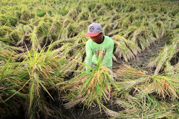  Masuk Musim Penghujan, Petani di Lebak Mulai Menanam Padi