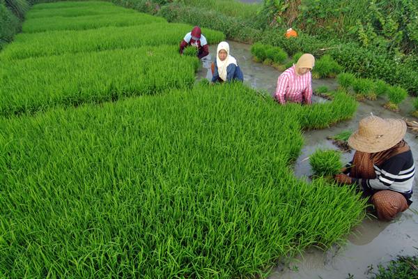 Petani menyiapkan bibit padi di persawahan Desa Tanjung, Pademawu, Pamekasan, Madura, Kamis (27/4)./Antara-Saiful Bahri