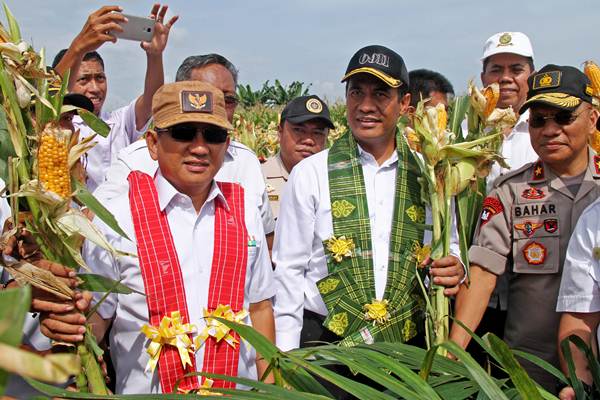  Amran Sulaiman Panen Jagung