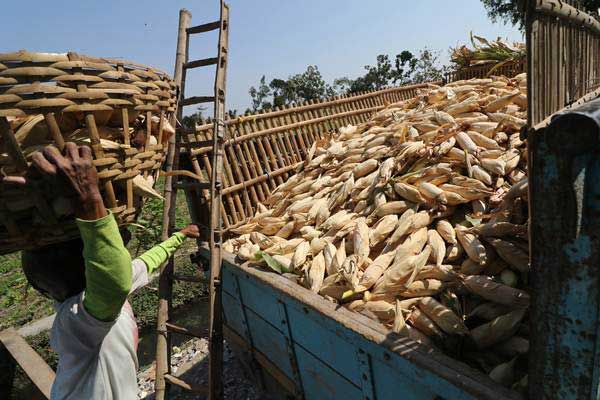  Kementan Optimistis Produksi Jagung Sesuai Prediksi