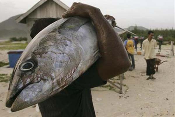  Permintaan Tuna dari Thailand ke Sulut Meningkat