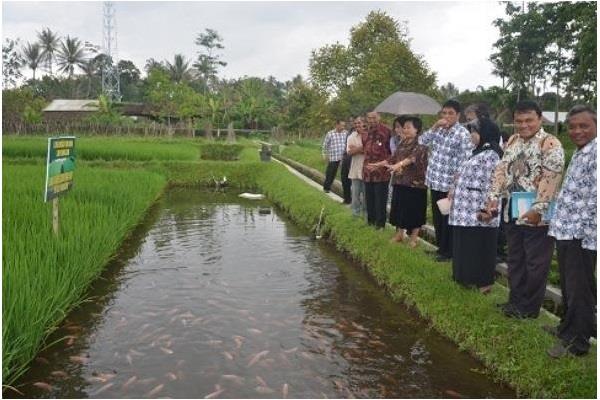  Pemprov Jateng Dorong Petani Lakukan Budidaya Mina Padi 