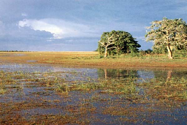  Kementan Akan Optimalkan Lahan Rawa untuk Hortikultura