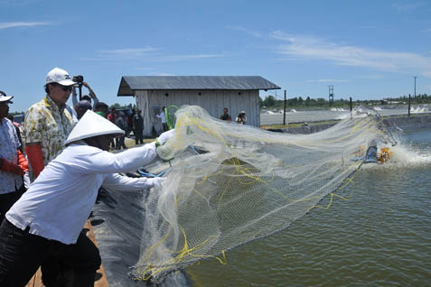  Perindo Berencana Tingkatkan Produksi Udang