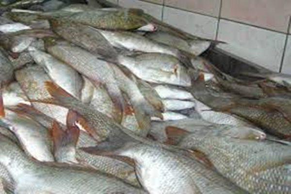  Penurunan Harga Ikan Tongkol Pengaruhi Indikator Ekonomi Kalbar