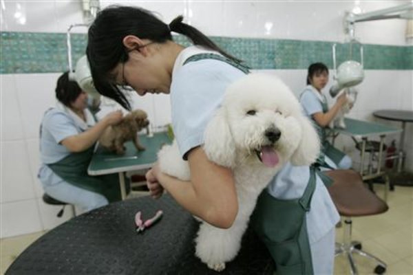  China Larang Jalan-jalan Bersama Anjing Piaraan di Pusat Kota