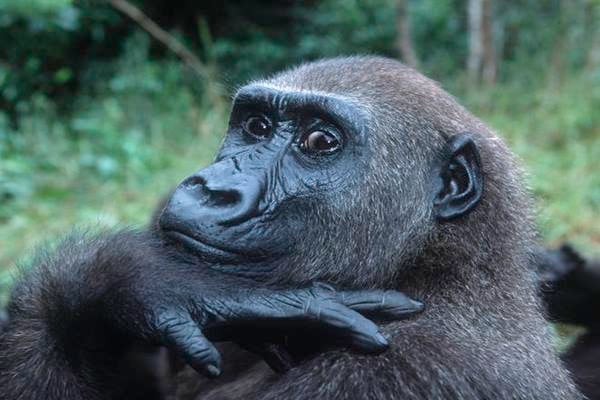 Data Simpang Siur, Jumlah Gorila di Dunia Semakin Menurun