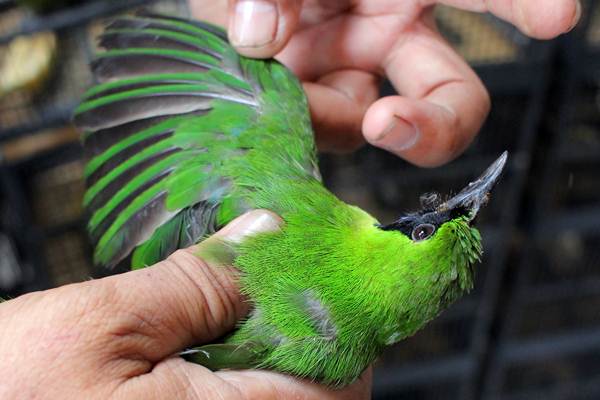  Penyelundupan Burung Cucak Hijau, Beo dan Murai Batu