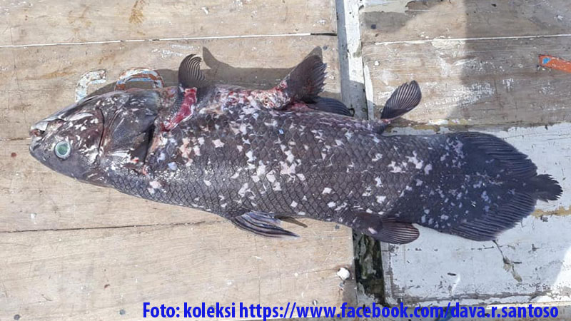  Ikan Purba Ditemukan di Raja Ampat. Beda dengan Coelacanth  di Manado