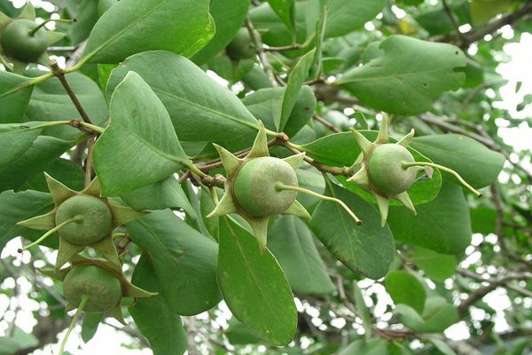  Musi Banyuasin Olah Buah Mangrove dan Sabut Kelapa