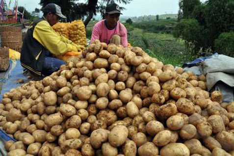  Kementan Dorong Produksi Kentang Atlantik