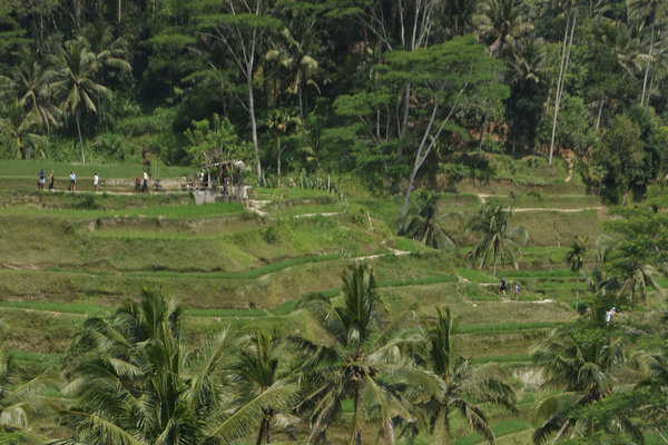  Tarif Wisata Gianyar Naik Drastis, Ini Imbas ke Biro Wisata